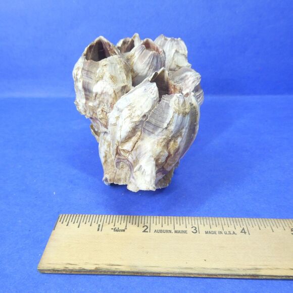 Barnacle Cluster 5" Long 178g Natural Specimen - Picture 8 of 11